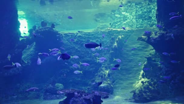 아름다운 이색적 물고기 수족관에서 산호와 물에서 헤엄치고 — 비디오