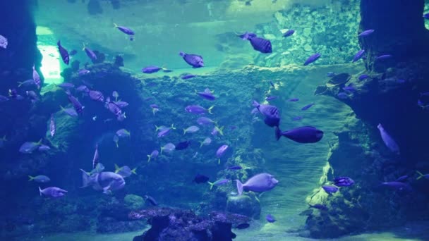 Oceanario Peces Exóticos Marinos Nada Fondo Agua Azul Claro Corales — Vídeo de stock