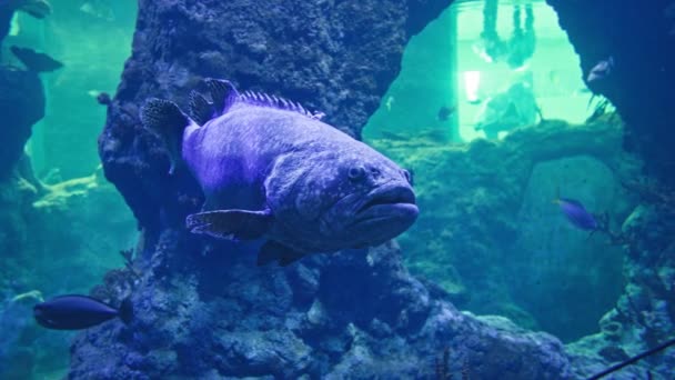 Oceanarium Morskie Egzotyczne Duże Ryby Pływają Czystej Wodzie Dużym Akwarium — Wideo stockowe