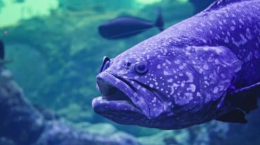 Deniz yaşamı, küçük temizleyici, bir akvaryumun camının arkasında, mavi berrak sudaki büyük balığın yanında yüzer.