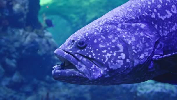 Suyun Altında Hayat Küçük Balıklar Büyük Balıkların Ağzında Yüzer Akvaryumdaki — Stok video