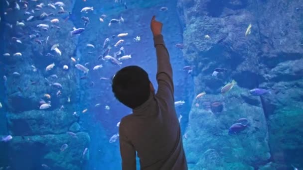 海洋动物 一个好奇的小男孩 在一个水族馆的蓝色水族馆里检查成群的异国情调鱼 — 图库视频影像
