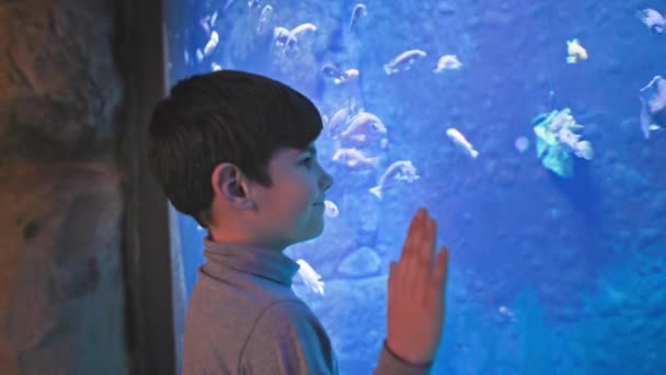 Marine Life Boy Enjoys Looking Stands Small Fish Aquarium — Stock Video