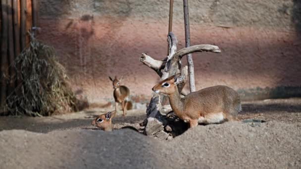 Animali Selvatici Antilopi Erbivore Che Mangiano Erba Nel Paddock Kirks — Video Stock