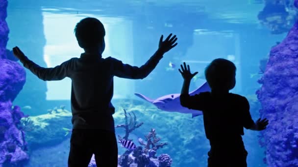 Океанаріум Захоплюючі Маленькі Хлопчики Спостерігають Скачками Рибами Блакитній Прозорій Воді — стокове відео