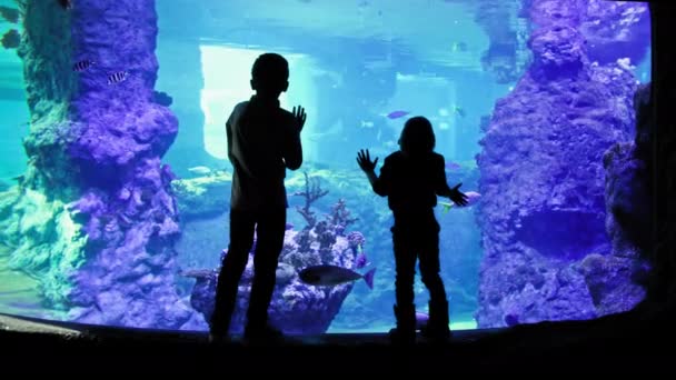 Підводний Світ Маленькі Брати Спостерігають Морськими Рибами Блакитному Прозорому Водяному — стокове відео