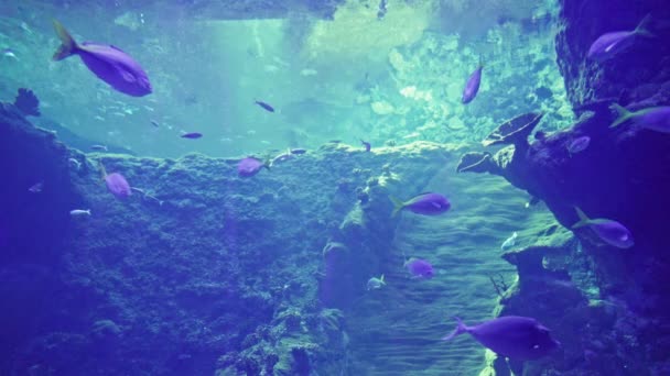 Tengeri Élet Egzotikus Halak Úsznak Kék Vízben Oceanáriumban — Stock videók