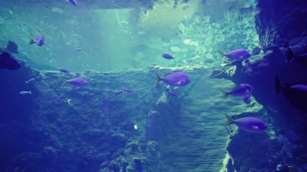 Oceanario Peces Exóticos Nadan Aguas Cristalinas Azules Gran Acuario Zoológico — Vídeos de Stock