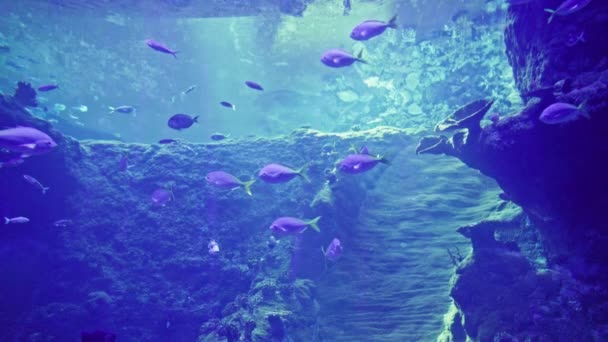 在水下世界里 群中的海鱼在蓝色的水里在玻璃后面的水族馆里游泳 — 图库视频影像