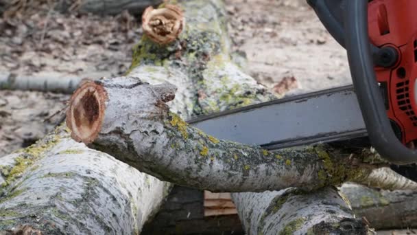 Tools Old Man Using Chainsaw Cuts Trees Stumps Close — Stock Video