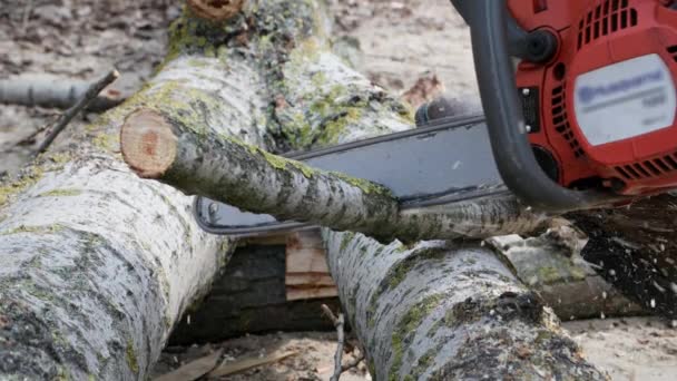 通りの薪のための木材をカットするために近代的なチェーンソーを使用して 健康と古い灰色の髪の腰椎 クローズアップ — ストック動画