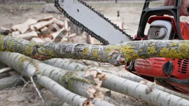 Elderly Lumberjack Using Chainsaw Cut Trees Stumps Close — Stock Video