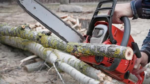Modern Chainsaw Scuffs Due Frequent Use Cuts Tree Firewood Close — Stock Video