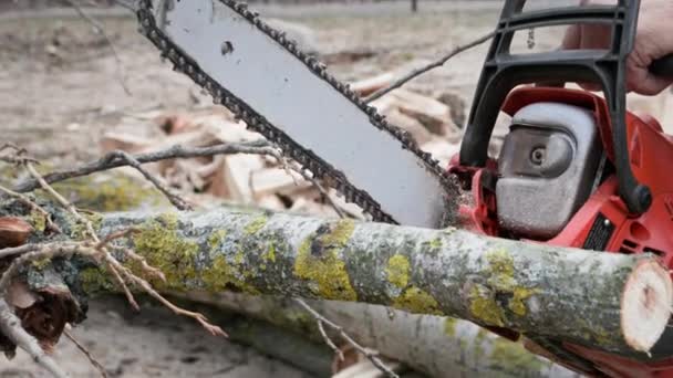 Leñador Anciano Que Usa Una Motosierra Sierra Árbol Troncos Troncos — Vídeo de stock