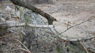 Oduncu, ağaç dalları bir kütüğün arka planında balta ile doğranır, yakın plan.