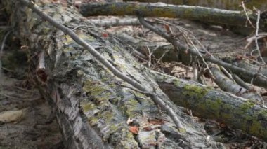 Balta kullanan yaşlı oduncu büyük bir kütük, yakın plan dallarını kesiyor