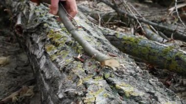 Baltalı yaşlı erkek oduncu yakın plan bir kütüğe dallar kesiyor.