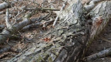 Balta kesiği kullanan yaşlı bir oduncu açık havada kütük kesiyor, yakın plan.