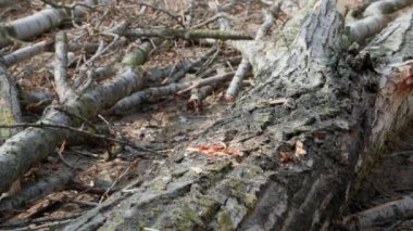 Elinde baltası olan yaşlı bir oduncu sokakta ağaç kesiyor, yakın plan bir plan.