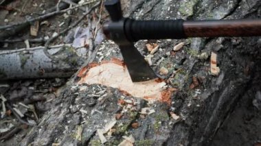 Elinde balta olan oduncu sokakta kütük kesiyor, yakın plan.