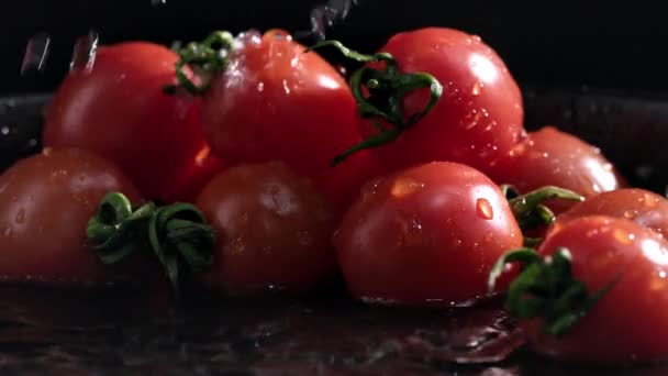 Oogstseizoen Rijpe Tomaten Worden Besproeid Met Waterdruppels Zwarte Achtergrond Close — Stockvideo