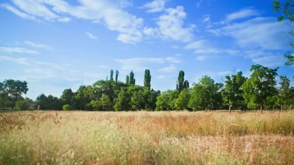暑い夏の日に青い空と日光に対して黄色い草と緑の木が付いている美しいフィールド — ストック動画