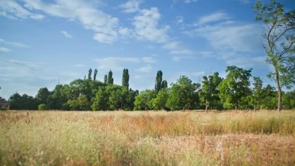 Veld Gras Achtergrond Van Groene Bomen Blauwe Lucht Een Hete — Stockvideo