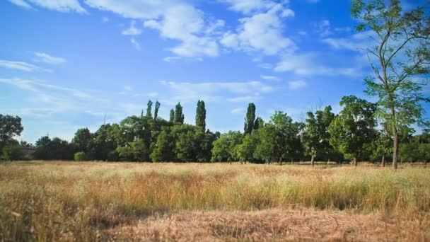 Çimen Arka Planında Yeşil Ağaçlar Sıcak Güneşli Bir Günde Mavi — Stok video