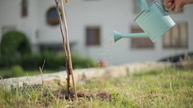 Bahçe bitkileriyle ilgilenmek, çocuk suları su kabı ve suyla filizlenen ağaç, yakın plan.