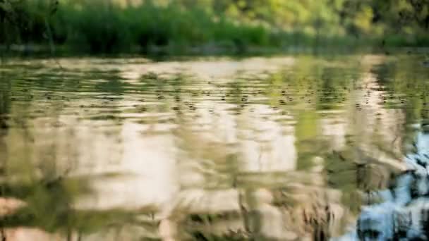 Wasserinsekten Schwimmen Einem Warmen Sommertag Auf Der Wasseroberfläche Teich Nahaufnahme — Stockvideo