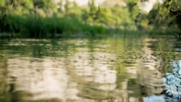 野生动物 在温暖的夏日里 水族在池塘水面上漂浮 — 图库视频影像