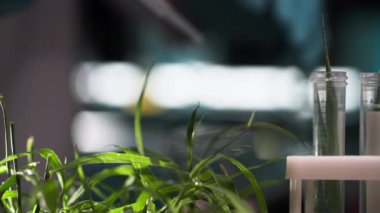 Toprak teşhisi, erkek laboratuvar asistanı bitkilerin temel mineral besinlerini ve damlayan reaktörleri bitkilerin üzerine yakın çekim yapma yeteneğini araştırıyor.