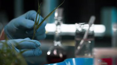 Bitki analizi, koruyucu eldivenli bir adam cımbız kullanıyor. Profesyonel laboratuardaki fabrikaya reaktör damlatıyor. Yakın plan.