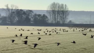 Büyük siyah kuşlar kırsala doğru uçar ve gökyüzüne doğru uçar.