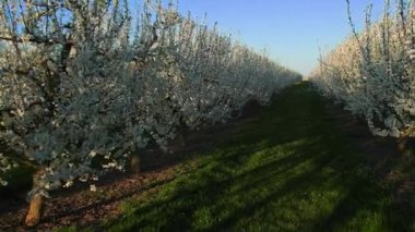 Bir çok iyi korunmuş meyve ağacının yanından geçen, beyaz çiçekli, düzgün sıralarda mesafeye uzanan bir yol. Sıraların arasında yeşil çimenler vardı. Ilık bahar havasında ve akşam güneşlerinde