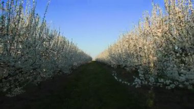 Meyve ağaçlarının arasında, çiçek açan beyaz çiçeklerin arasında düzenli bir sıra halinde uzaklığa doğru hareket ediyorlar. Sıraların arasında yeşil çimenler vardı. Ilık bahar havasında ve akşam güneşlerinde
