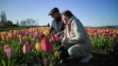 Çiçeklere yakın oturan mutlu yaşlı bir çift, açık mavi bir gökyüzünün arka planında, güzel, güneşli bir bahar, kendi elleriyle inceler ve çiçeklere dokunurlar.