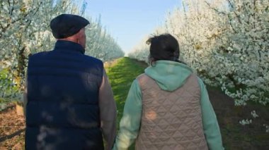 Emekli bir erkek ve kadın, çiçek açan beyaz yapraklarla uzun bir sıra meyve ağacı boyunca el ele yürür. Arka plan açık mavi bir gökyüzü ve güzel sıcak bahar havası. Arkadan çekilmiş.