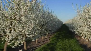 Beyaz çiçekli, bakımlı meyve ağaçlarının arasından düzgün bir sıra halinde uzaklığa doğru ilerliyorlar. Sıraların arasında düzgünce kesilmiş yeşil çimenler. Ilık bahar havasında ve güneşli bir günde