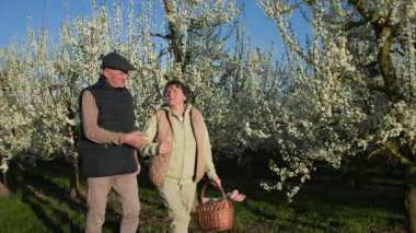 Sepetinde laleleri olan yaşlı bir adam ve kadın, neşeli ve mutlu bir şekilde, mavi bir gökyüzünün ve güzel bir arkaplanının önünde, çiçek açmış beyaz çiçeklerle birlikte düzenli sıra sıra meyve ağaçları boyunca yürür.