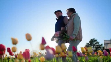 Ellerinde çiçekleri tutan yaşlı bir kadın, bir erkeğin elini tutuyor, çiçek tarlalarında birlikte yürüyor, güneşin arka planına, mavi gökyüzüne ve güzel ılık bahar havasına karşı. Alt görüntü