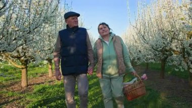 Emekli bir erkek ve kadın, çiçek açan beyaz yapraklarla uzun bir sıra meyve ağacı boyunca el ele yürür. Arka plan açık mavi bir gökyüzü ve güzel ılık bir bahar havası..