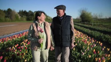 Çiçekli yaşlı bir adam ve kadın, neşeli ve mutlu, mavi bir gökyüzü ve güzel ılık bahar havasının zeminine karşı, düzenli laleler arasında yavaşça el ele yürürler.