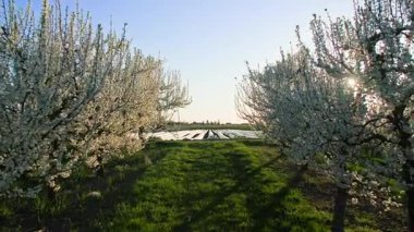 Beyaz çiçekli sıra sıra meyve ağaçlarının arasından batan akşam güneşinin ışınlarına doğru ilerliyorlar. Ilık bahar havasında ve akşam güneşlerinde