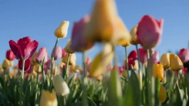 Akşam güneşinin ışıltılarında, mavi gökyüzünün ve güzel bahar havasının zeminine karşı muhteşem sarı ve kırmızı laleler boyunca hareket. Alt görüntü