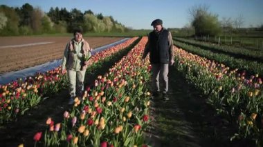 Mutlu yaşlı çift mutlu bir şekilde çiçek tarlasının ortasında yürüyorlar, mavi gökyüzünün ve güzel ılık bahar havasının arka planına karşı.