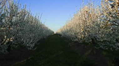Meyve ağaçlarının arasında, çiçek açan beyaz çiçeklerin arasında düzenli bir sıra halinde uzaklığa doğru hareket ediyorlar. Sıraların arasında yeşil çimenler vardı. Ilık bahar havasında ve akşam güneşlerinde