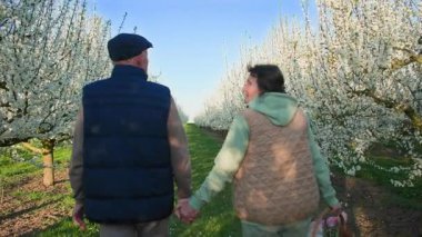 Emekli bir erkek ve kadın, çiçek açan beyaz yapraklarla uzun bir sıra meyve ağacı boyunca el ele yürür. Arka plan açık mavi bir gökyüzü ve güzel sıcak bahar havası. Sırtından vurulmuş.