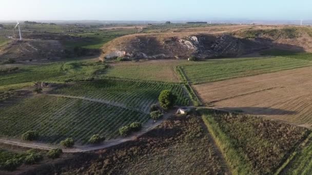 Vue Aérienne Depuis Drone Vignobles Verdoyants Soignés Sur Une Cave — Video