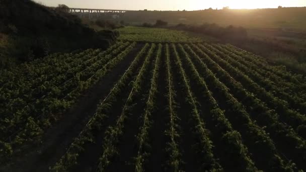 Widok Powietrza Drona Schludnych Zielonych Winnic Winnicy Letni Dzień — Wideo stockowe